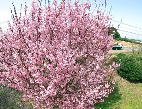 陽気に誘われ咲き誇る啓翁桜＝２５日、鳥取県大山町赤坂