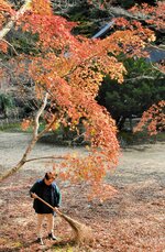 赤く染まった清徳寺の紅葉＝２２日、八頭町清徳