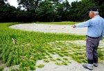 近くの曳田川から土砂が流れ込み、砂に埋まった水田＝２１日、鳥取市河原町中井