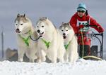 　「ジャパンカップ全国犬ぞり稚内大会」で疾走する犬ぞり＝２２日午後、北海道稚内市