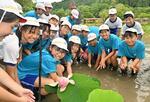 　「白水阿弥陀堂境域」の浄土庭園で、ハスの苗を植える地元小学校の児童ら＝８日午前、福島県いわき市