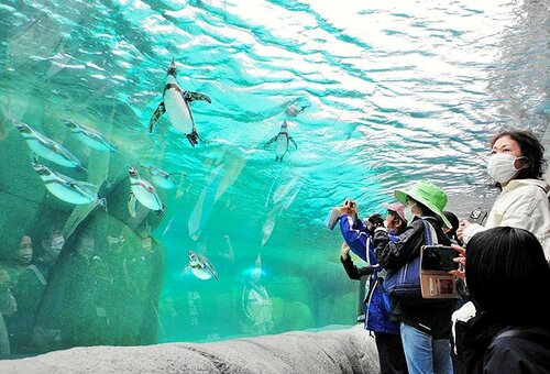 ペンギンパーク＆アシカワーフ」 天王寺動物園に新施設 | 大阪日日新聞