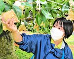 たわわに実った梨を親木から収穫するＪＡ全農とっとりの職員＝８日、鳥取市桂見のとっとり出合いの森