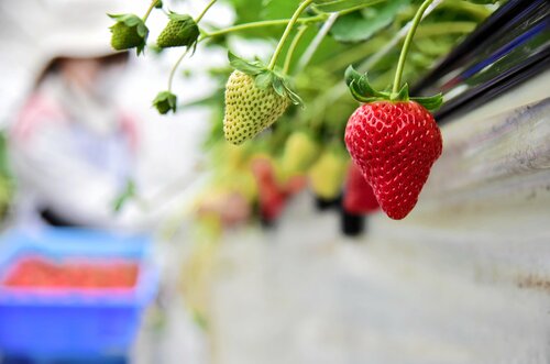 大きく、真っ赤に色付いて収穫が始まっているイチゴ「紅ほっぺ」＝５日、北栄町西園