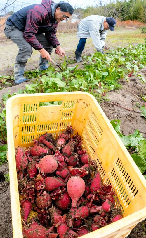 伝統野菜の米子赤カブを収穫する会員＝２１日、米子市安倍