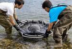 　海に放流されるアオウミガメの「よもぎちゃん」＝５日午後、高知県室戸市