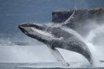 　八丈島の沿岸で調査船から撮影されたザトウクジラ＝２０２３年２月