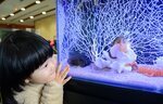 辰年にちなんで展示されているタツノオトシゴを観察する子ども＝３１日、鳥取市賀露町西３丁目のとっとり賀露かにっこ館