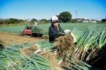 　栽培した深谷ネギを収穫する農家の馬場茂さん＝２０２４年１１月、埼玉県深谷市