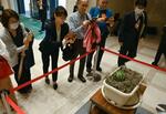 　大阪市役所に展示された「ど根性スイカ」を見に訪れた人たち＝１８日
