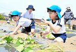 サツマイモの苗植えに挑戦する園児ら＝１８日、鳥取市湖山町北５丁目