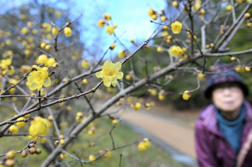 大寒を前に花が咲き始めたロウバイ＝１１日、鳥取市桂見のとっとり出合いの森