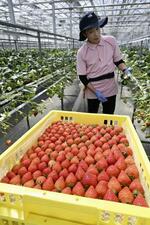 　東京電力福島第１原発が立地する福島県大熊町で収穫されたイチゴ。栽培施設「ネクサスファームおおくま」の佐藤元泰さんは「安全で安心して食べられるイチゴです」とＰＲしている＝１０日午後