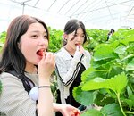 北栄ドリーム農場を視察し、イチゴを実食する学生ら＝１日、北栄町西園