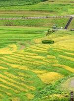 　稲が穂を実らせ収穫の時期を迎えている、能登半島地震で被災した棚田「白米千枚田」＝２日午前、石川県輪島市