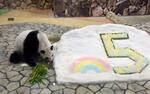 　５歳の誕生日を迎え、氷をプレゼントされたジャイアントパンダの彩浜＝１４日午前、和歌山県白浜町のアドベンチャーワールド