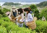 　岩手県陸前高田市の畑で茶摘みを体験する人たち＝６月