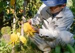 　和歌山県田辺市で「仏手柑」を収穫する大谷吉史さん＝７日午後