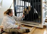 　貨物輸送機内で餌を与えられるパンダ＝２０１０年２月、米バージニア州（ＡＰ＝共同）