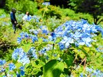 多様なヤマアジサイが咲く植物園