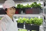 　北海道・利尻島で、野菜の水耕栽培を行う松永仁来さん
