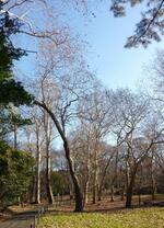 　代々木公園の樹木と園路＝東京都渋谷区