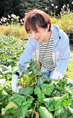 美方大納言小豆の収穫を体験するツアー参加者＝３０日、香美町村岡区和田