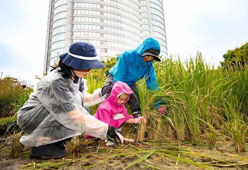 稲刈りに汗を流す参加者