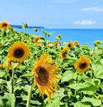 見頃を迎えているヒマワリ＝１４日、琴浦町赤碕の鳴り石の浜