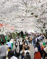 　東京・上野公園で桜を楽しむ人たち＝４日午後