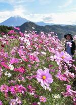 　県立フラワーパーク「とっとり花回廊」で公開されている「秘密の花園」エリアのコスモス＝２３日、鳥取県南部町