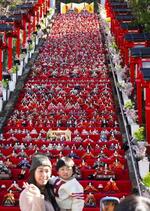 　遠見岬神社の石段に並べられた約１８００体のひな人形＝２６日午後、千葉県勝浦市