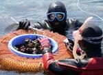 　石川県輪島市で、サザエや海藻の生息状況を調査する海女ら＝１２日午前