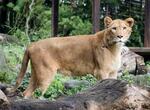 　愛媛県立とべ動物園で報道陣に公開されたライオン「クレイ」＝２７日午前、愛媛県砥部町