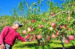 標高６００㍍の高原で栽培されている河本のリンゴ。秋が深まり、収穫時期を迎えた