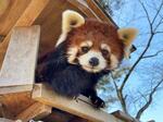 　仙台市の八木山動物公園のレッサーパンダ「ヤンヤン」（同園フジサキの杜提供）
