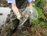 　田んぼ跡地の水たまりで捕獲された特定外来生物の肉食魚「アリゲーターガー」＝２１日午後、富山市今市（魚津水族館提供）