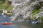 　桜が満開の東京・千鳥ケ淵で、ボートに乗って花見を楽しむ人たち＝４月