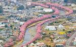 　見頃を迎えた静岡県河津町の「河津桜」＝２日午前１０時４８分（共同通信社ヘリから）