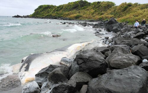 岩場に打ち寄せられたクジラの死骸＝２４日、湯梨浜町小浜