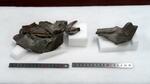 　兵庫県丹波篠山市で見つかった「ヒプノベナトル・マツバラエトオオエオルム」の化石