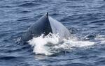 　鹿児島県奄美大島沖を泳ぐザトウクジラ＝１月