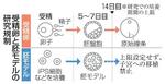 　受精卵と胚モデルの研究規制