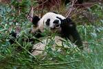 　ジャイアントパンダの陽光＝１１月２９日、英スコットランドのエディンバラ動物園（ロイター＝共同）