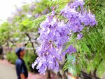 枝先を豪華に飾るジャカランダの花