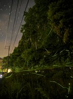 星空の下で優雅な光跡を描くゲンジボタル（比較明合成で撮影）＝３日午後８時５５分ごろ、鳥取県三朝町横手