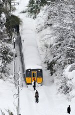 倒木と積雪で立ち往生するＪＲ山陰線の特急「スーパーおき５号」＝２０１１年１月１日、大山町