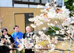 一気に開花して春を告げるカラミザクラ＝８日、倉吉市谷の源徳院