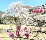  紅と白の梅が咲き誇る公園＝１１日、鳥取市上町の樗谿公園 