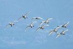 米子水鳥公園上空を舞うコハクチョウの群れ＝１２日、鳥取県米子市彦名新田（同園提供）